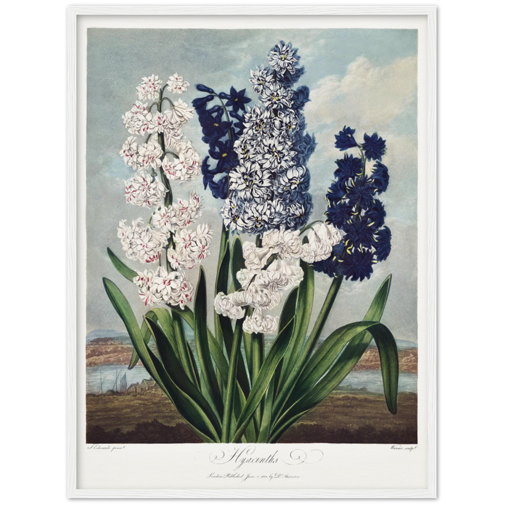 Pierre-Joseph Redouté, floral, flowers, art, wall art, flower prints, botanical, illustration, plants, roses