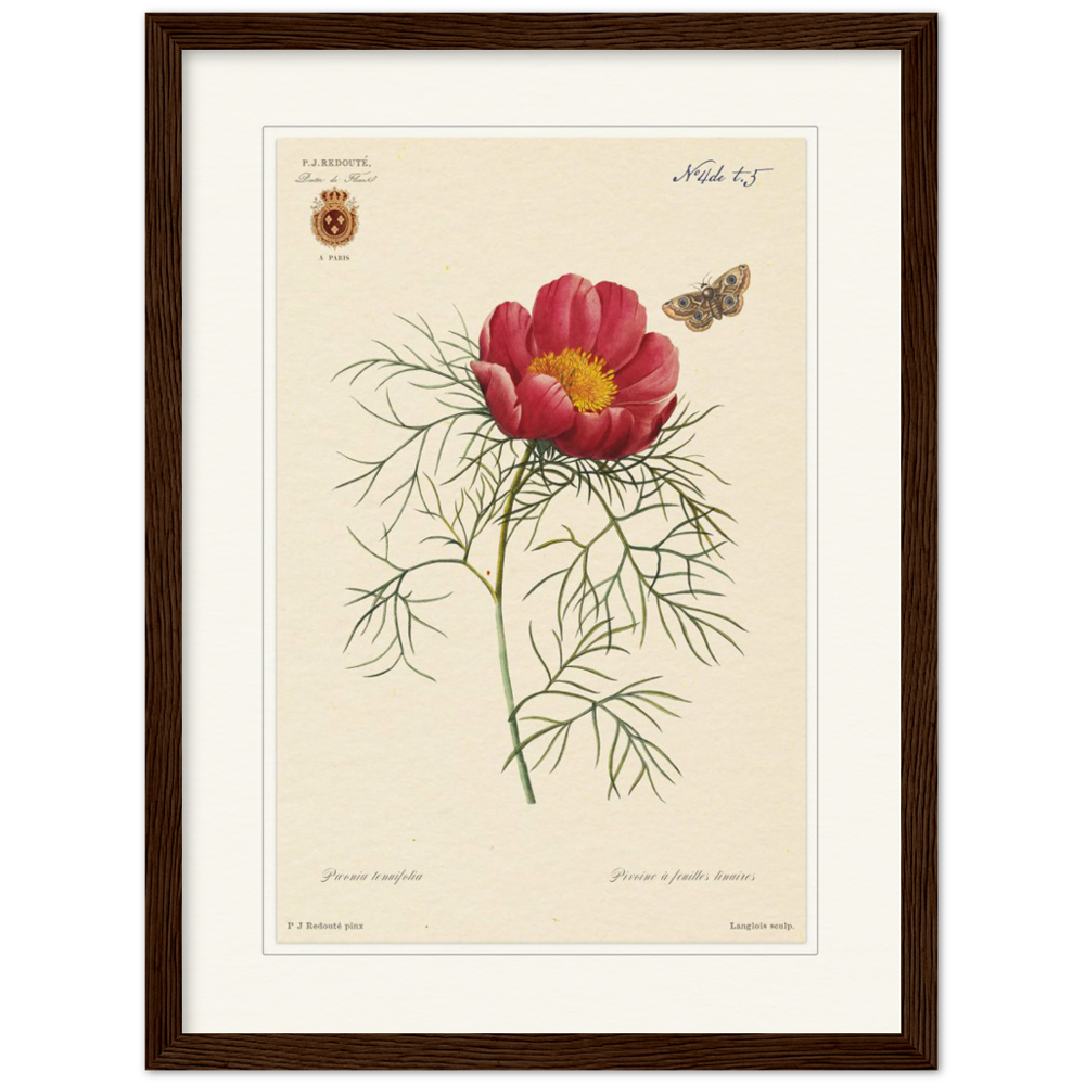 Pierre-Joseph Redouté, floral, flowers, art, wall art, flower prints, botanical, illustration, plants, roses