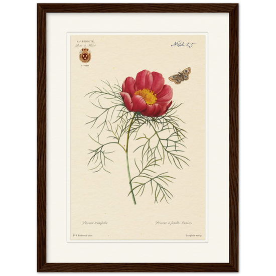 Pierre-Joseph Redouté, floral, flowers, art, wall art, flower prints, botanical, illustration, plants, roses
