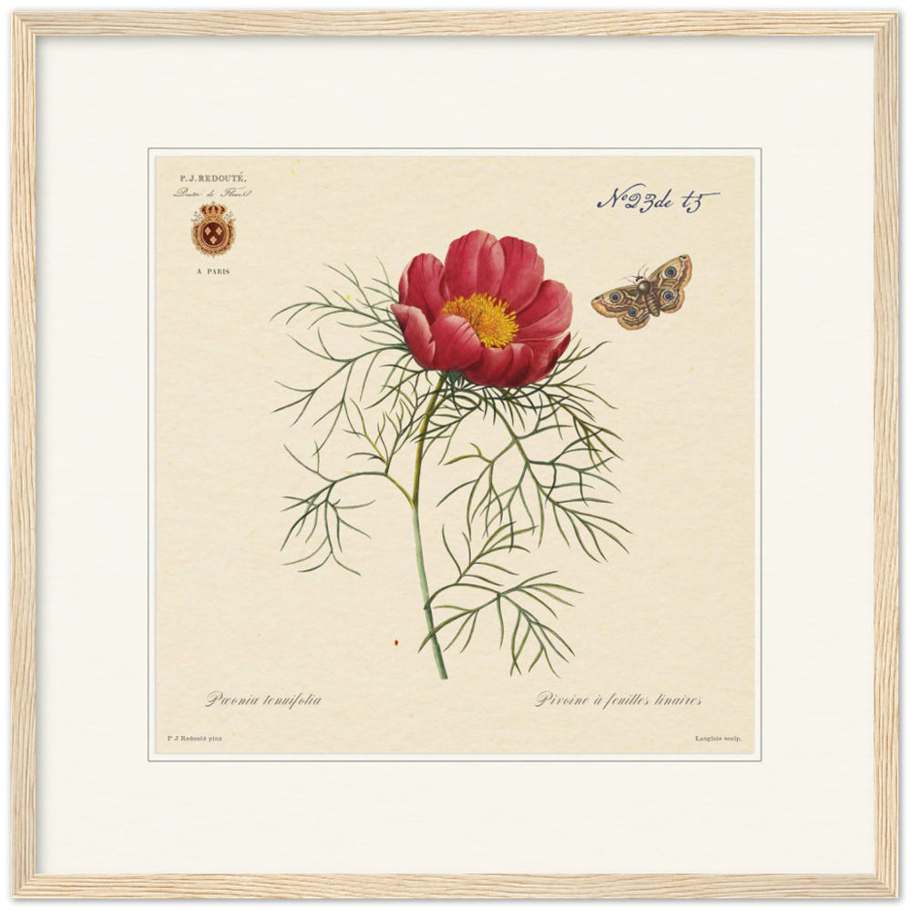 Pierre-Joseph Redouté, floral, flowers, art, wall art, flower prints, botanical, illustration, plants, roses