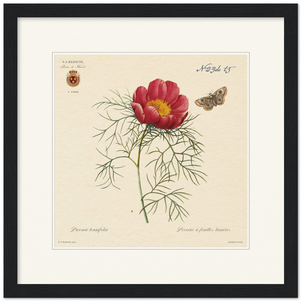 Pierre-Joseph Redouté, floral, flowers, art, wall art, flower prints, botanical, illustration, plants, roses