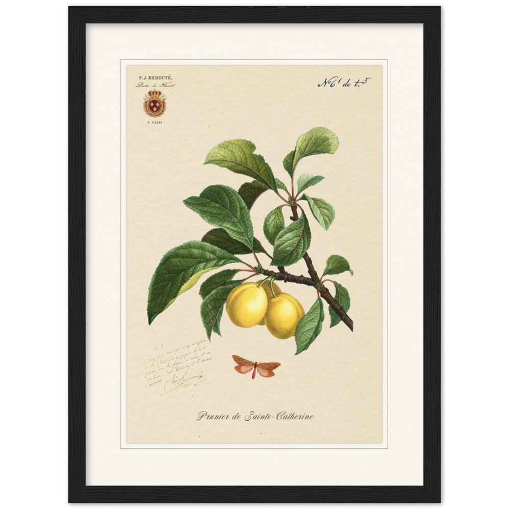 Plum of Saint Catherine, 1824 (édition classique)