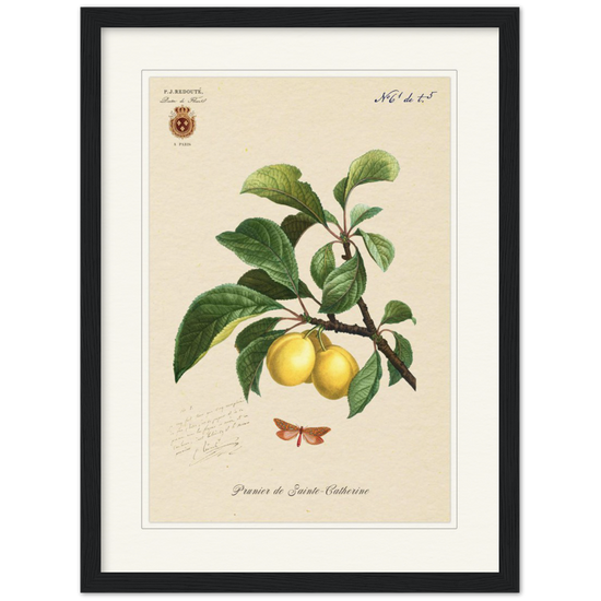 Plum of Saint Catherine, 1824 (édition classique)