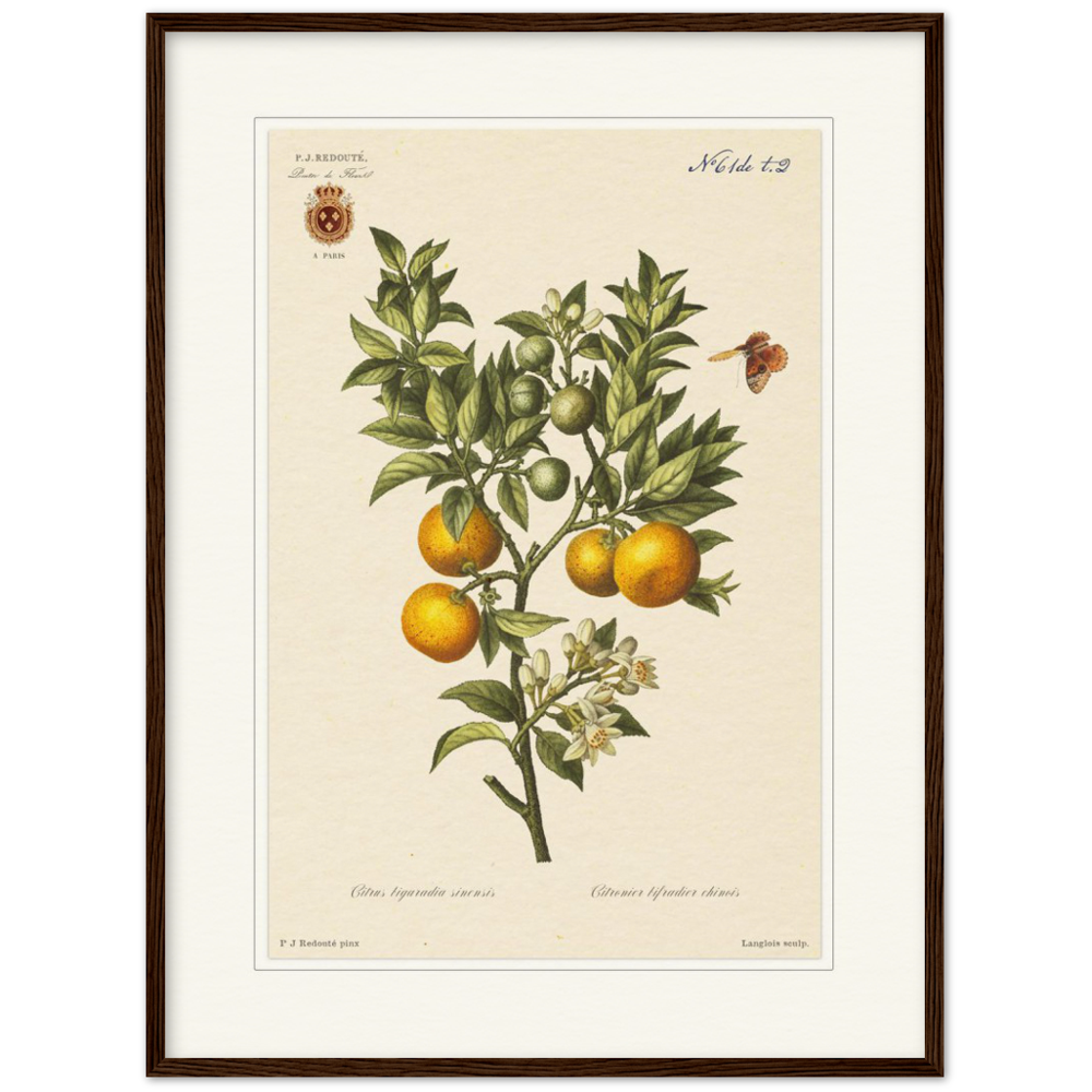Bitter oranges by Redouté, 1834 (édition classique)