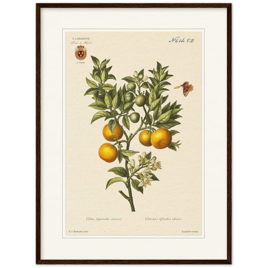 Bitter oranges by Redouté, 1834 (édition classique)