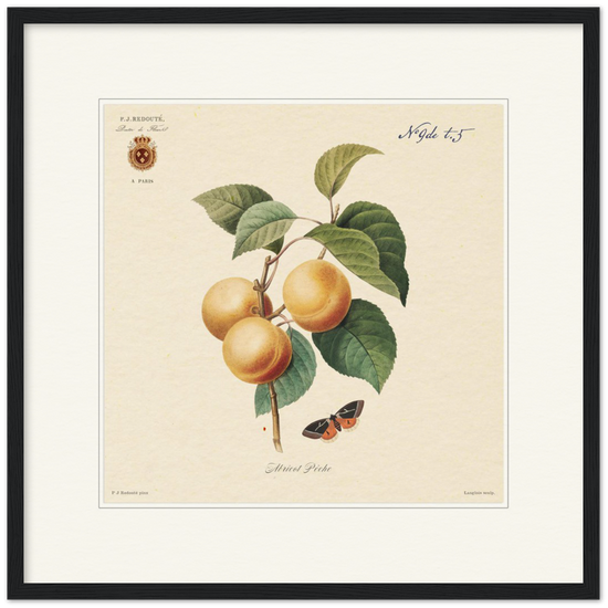 Apricot-Peaches by Redouté, 1824 (édition classique)