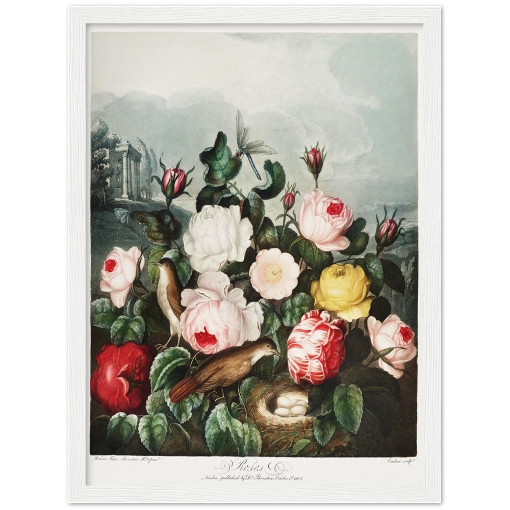 The Roses by R.J. Thornton, 1807