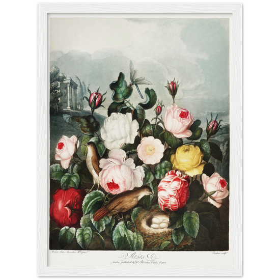 The Roses by R.J. Thornton, 1807