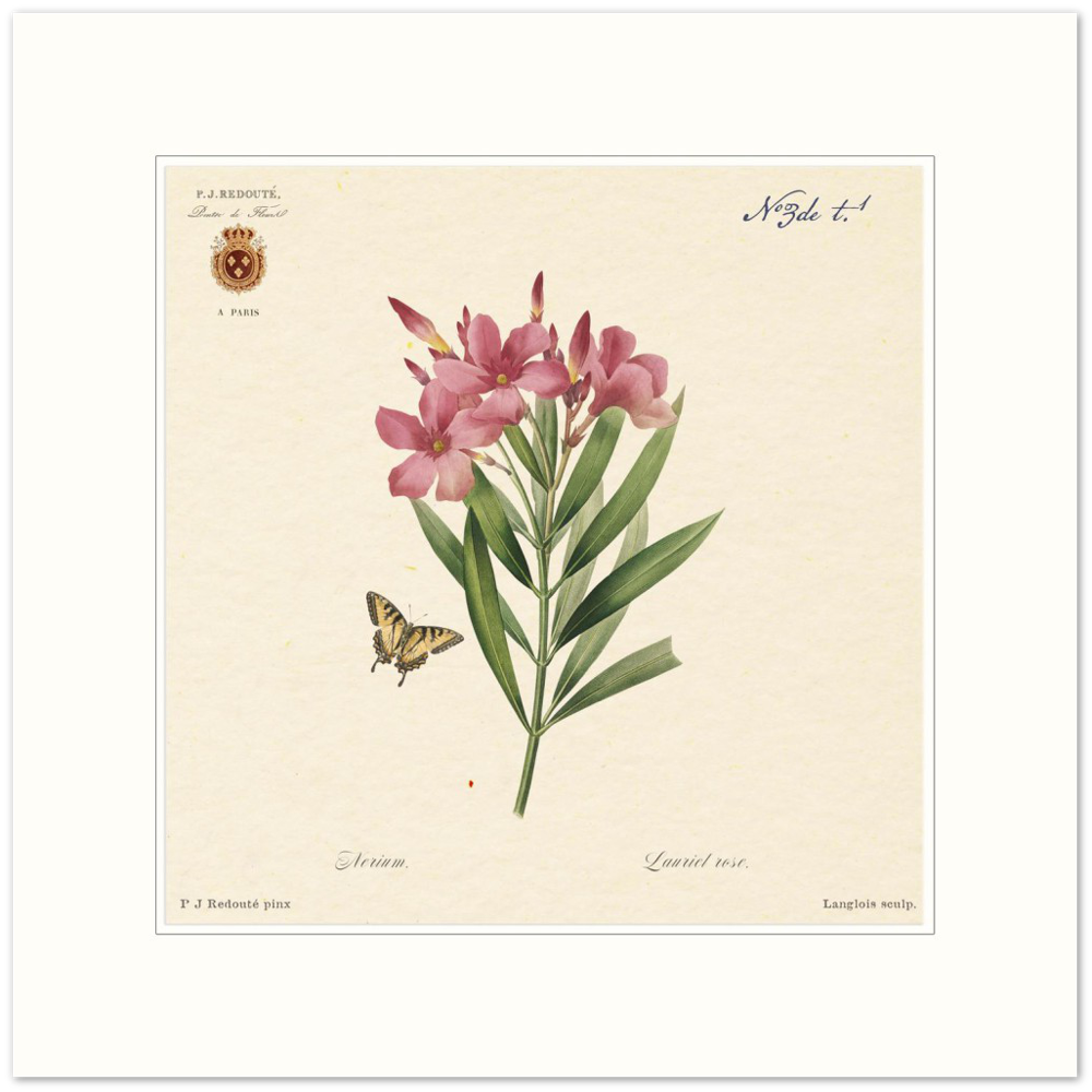 Oleander flowers by Redouté, édition classique