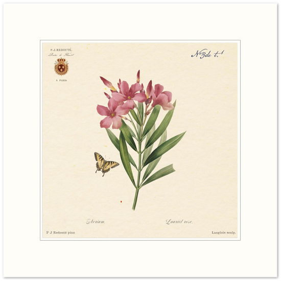 Oleander flowers by Redouté, édition classique