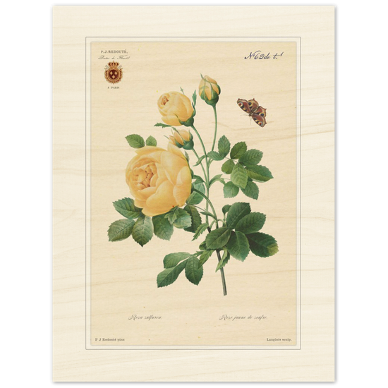 Yellow rose by Langlois and Redouté (édition classique)