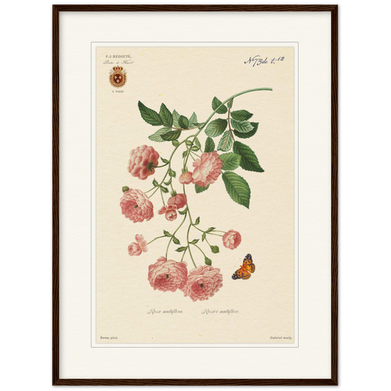 Japanese red rose, framed botanical print by Redoute. Pierre-Joseph Redouté, floral, flowers, art, wall art, flower prints, botanical, illustration, plants, roses