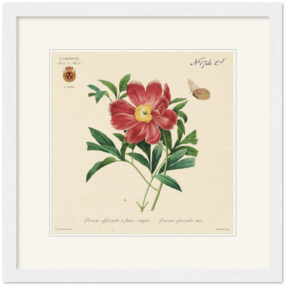 Peony by Redouté, 1827 (édition classique)