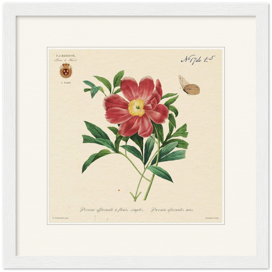Peony by Redouté, 1827 (édition classique)