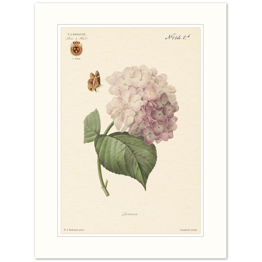 Pierre-Joseph Redouté, floral, flowers, art, wall art, flower prints, botanical, illustration, plants, roses