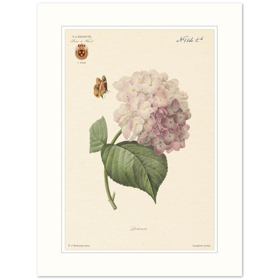 Pierre-Joseph Redouté, floral, flowers, art, wall art, flower prints, botanical, illustration, plants, roses