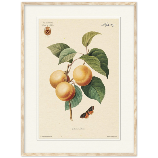 Apricot-Peaches by Redouté, 1824 (édition classique)