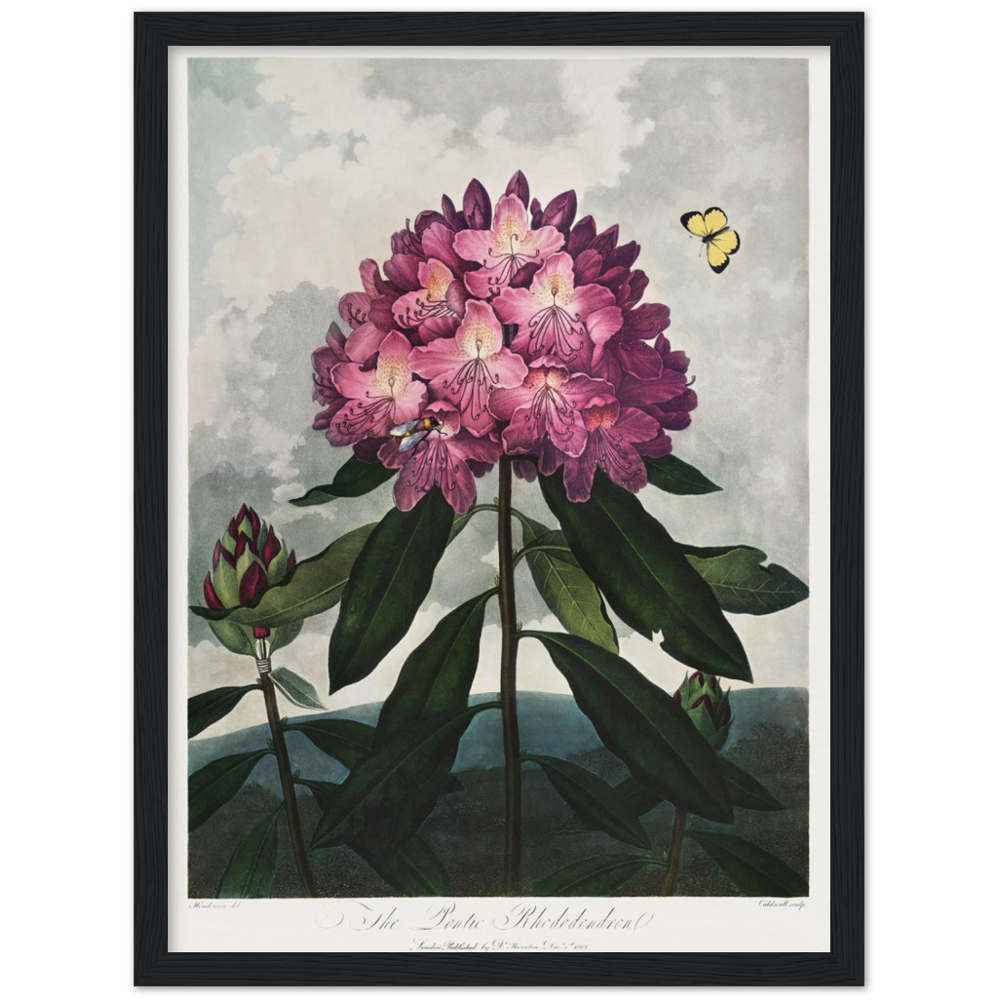 The Pontic rhododendron by R.J. Thornton, 1807