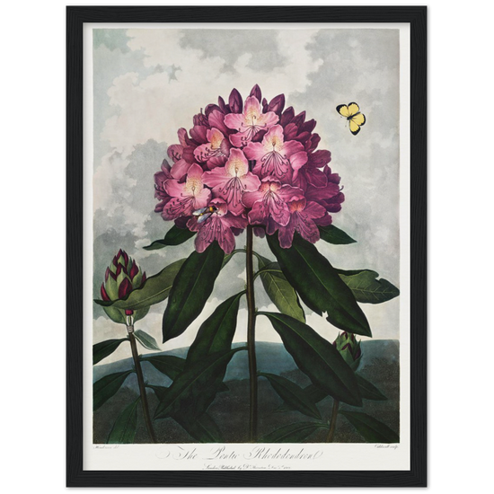 The Pontic rhododendron by R.J. Thornton, 1807