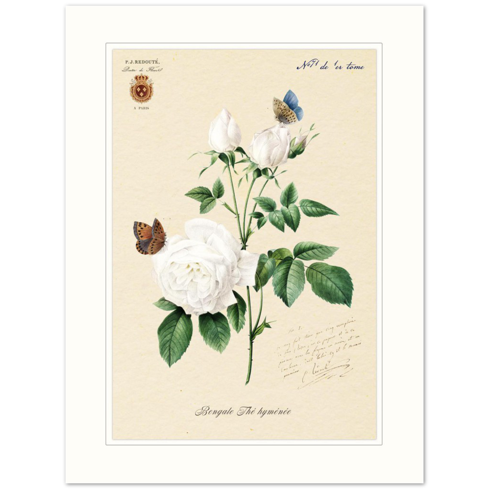 Pierre-Joseph Redouté, floral, flowers, art, wall art, flower prints, botanical, illustration, plants, roses