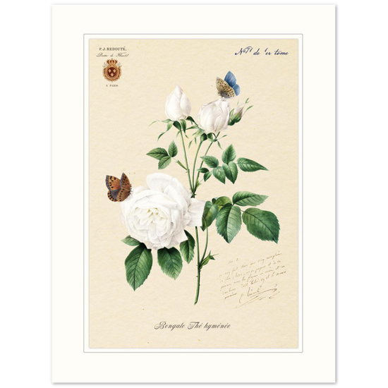 Pierre-Joseph Redouté, floral, flowers, art, wall art, flower prints, botanical, illustration, plants, roses