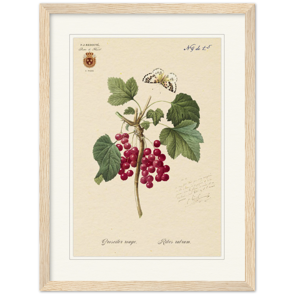 Red currant by Redoute, 1827 (édition classique)