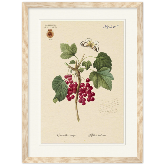 Red currant by Redoute, 1827 (édition classique)