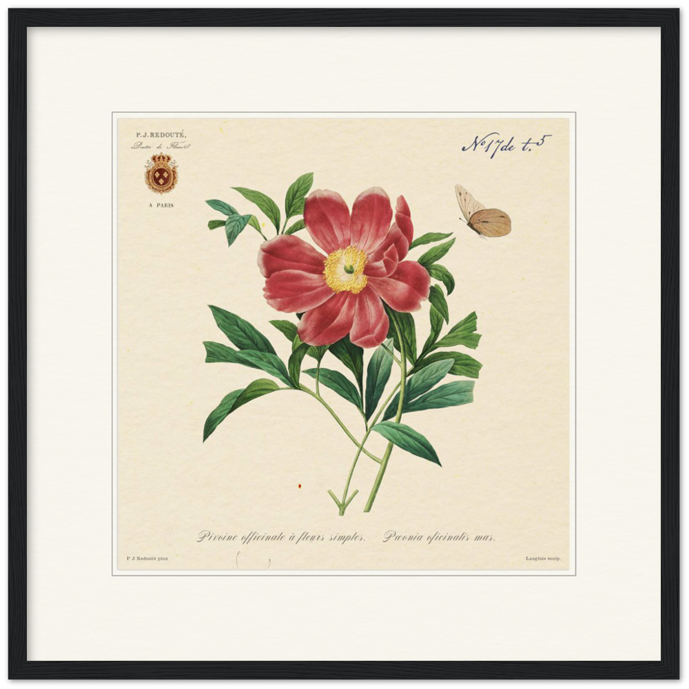 Peony by Redouté, 1827 (édition classique)