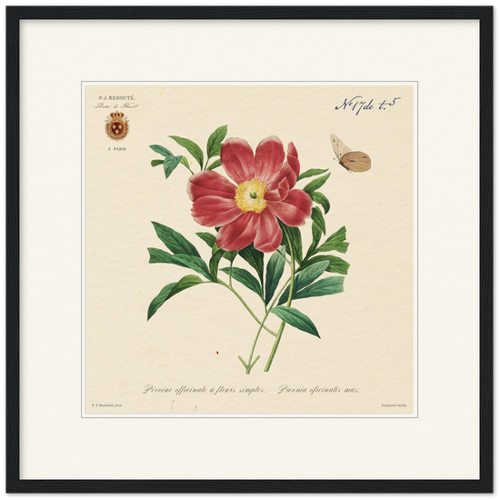 Peony by Redouté, 1827 (édition classique)