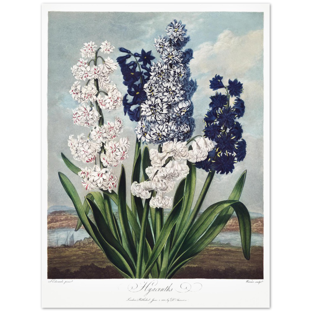 Hyacinths by R.J. Thornton, 1807