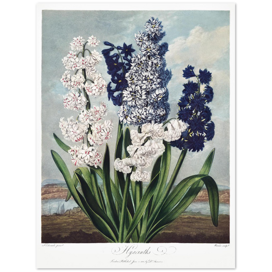 Hyacinths by R.J. Thornton, 1807