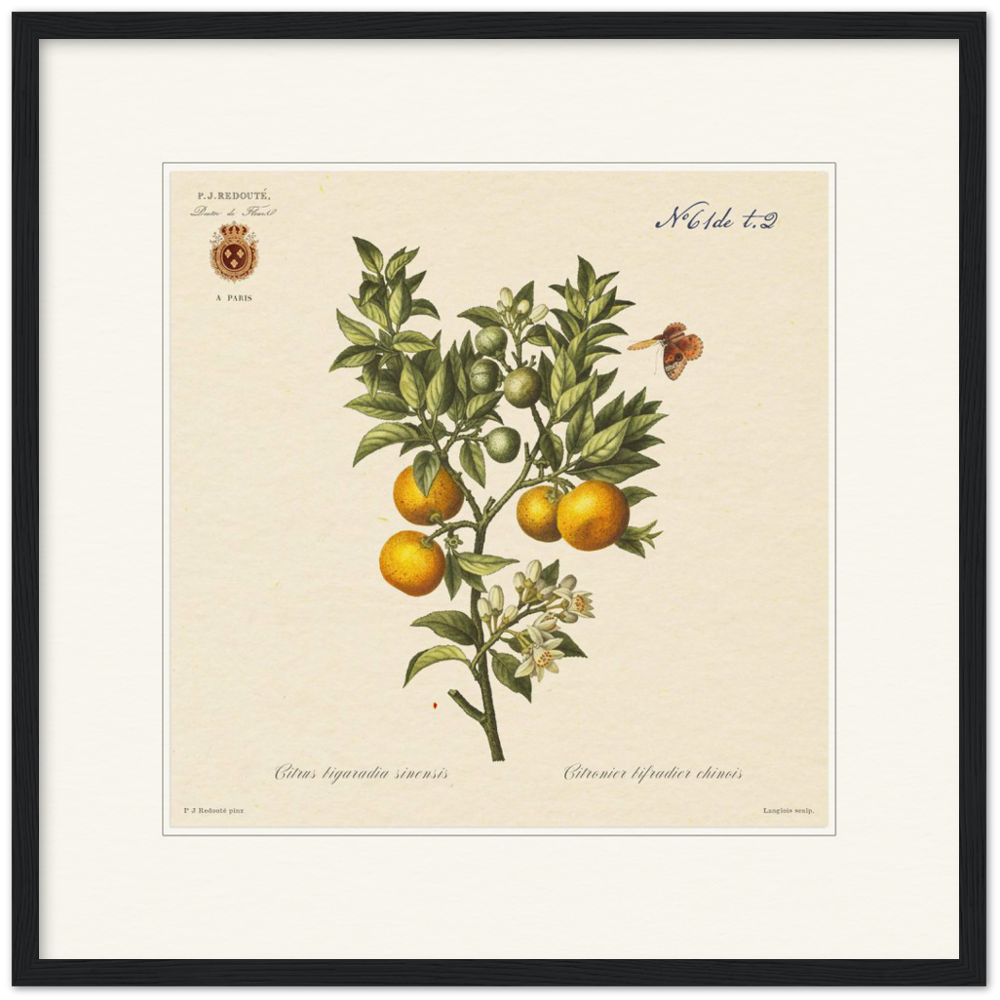 Bitter orange by Redouté, 1834 (édition classique)