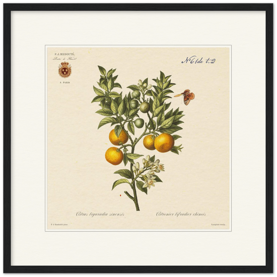 Bitter orange by Redouté, 1834 (édition classique)