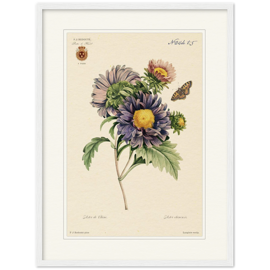 Pierre-Joseph Redouté, floral, flowers, art, wall art, flower prints, botanical, illustration, plants, roses