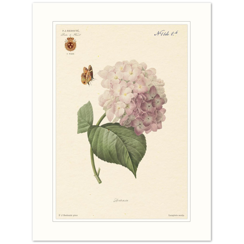 Pierre-Joseph Redouté, floral, flowers, art, wall art, flower prints, botanical, illustration, plants, roses