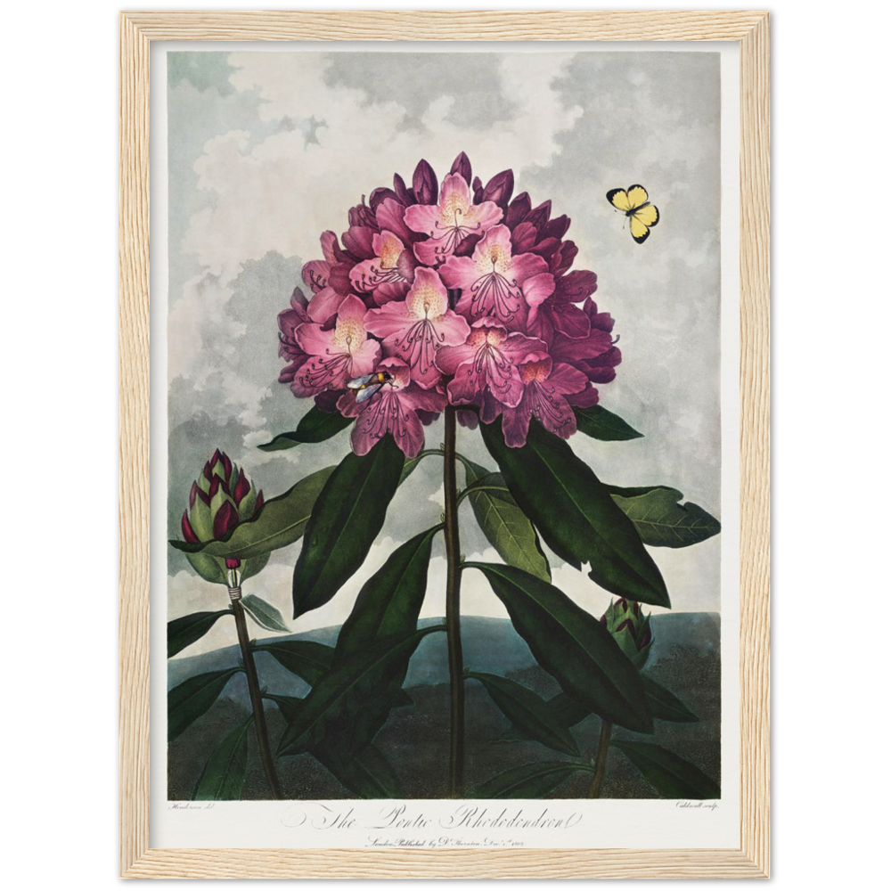 The Pontic rhododendron by R.J. Thornton, 1807