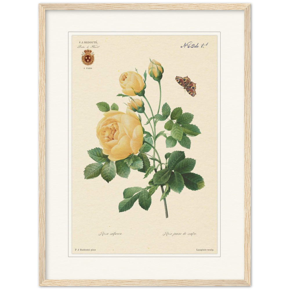 Yellow rose by Langlois and Redouté (édition classique)