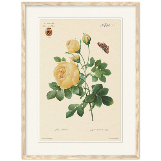 Yellow rose by Langlois and Redouté (édition classique)
