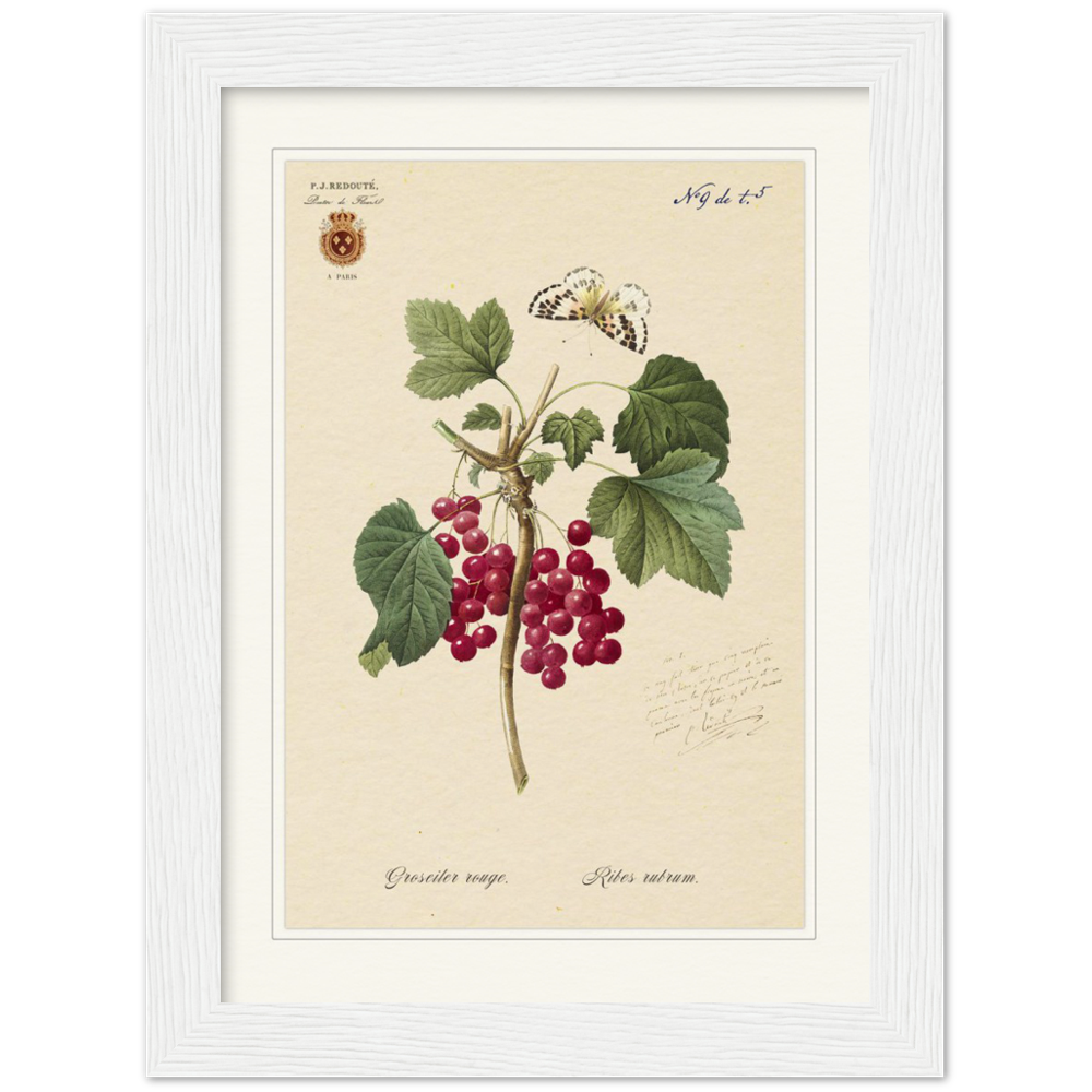 Red currant by Redoute, 1827 (édition classique)