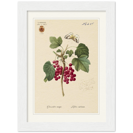 Red currant by Redoute, 1827 (édition classique)