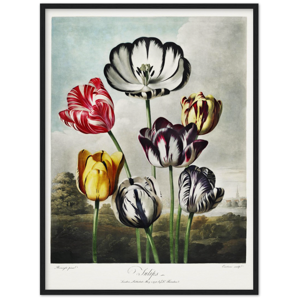 The Tulips by R.J. Thornton, 1807