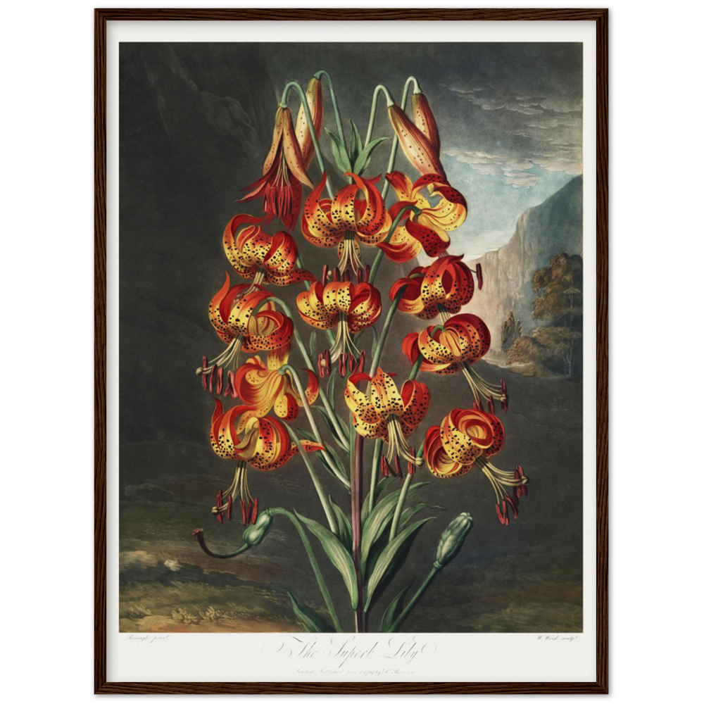 The Superb Lily by R.J. Thornton, 1807