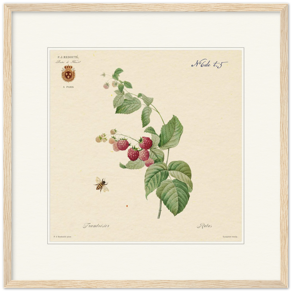 Raspberries by Redouté, 1824 (édition classique)