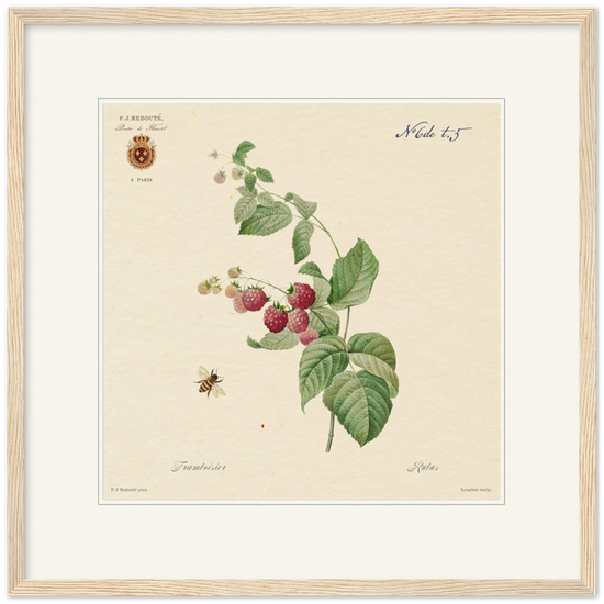 Raspberries by Redouté, 1824 (édition classique)