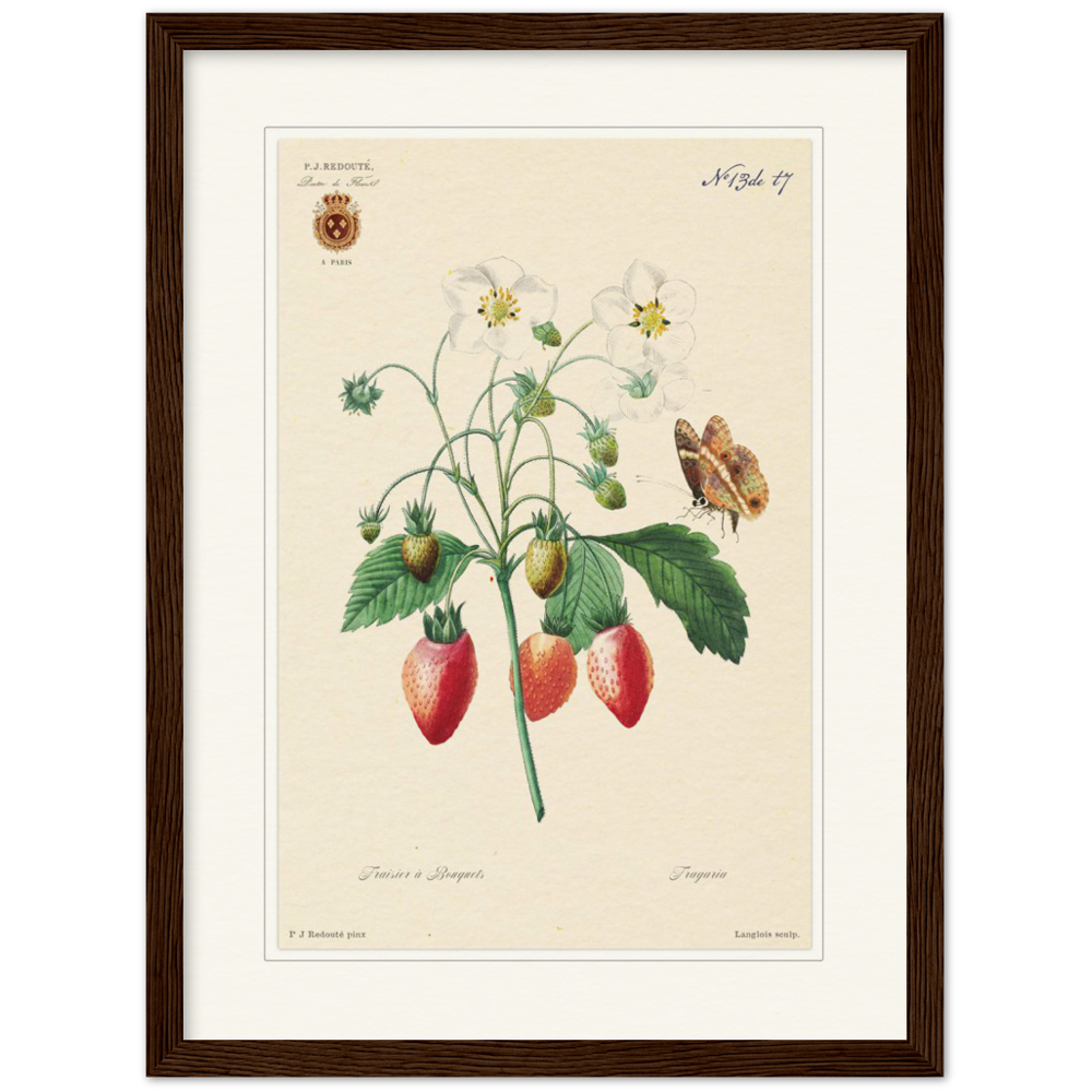 Strawberry by Redouté, 1834 (édition classique)