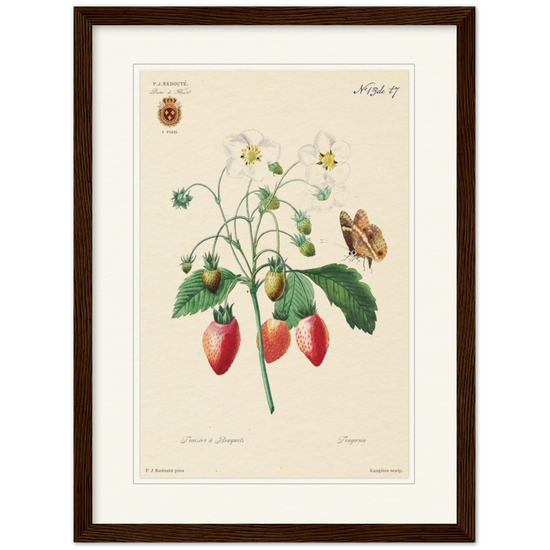 Strawberry by Redouté, 1834 (édition classique)
