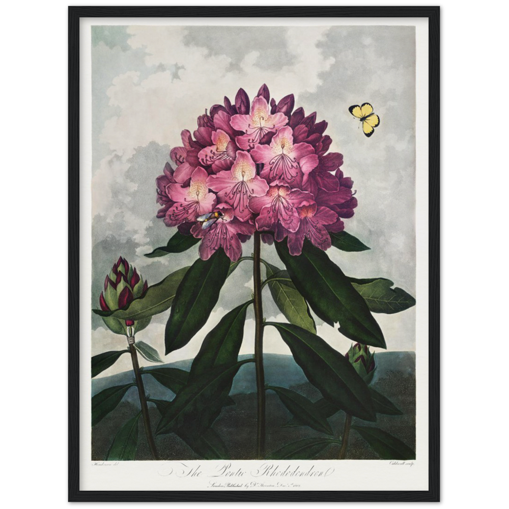 The Pontic rhododendron by R.J. Thornton, 1807