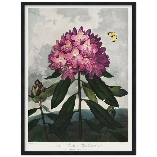 The Pontic rhododendron by R.J. Thornton, 1807