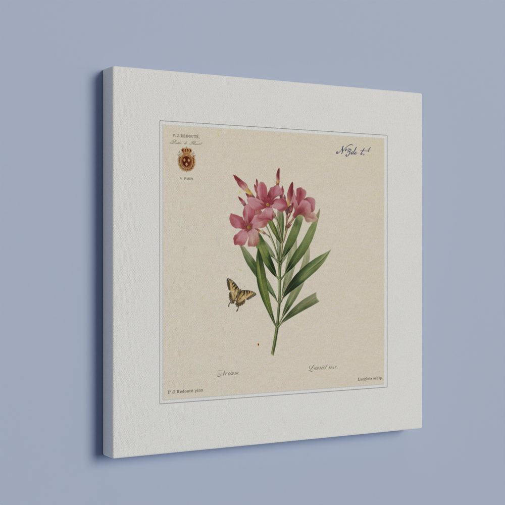 Oleander flowers by Redouté, édition classique