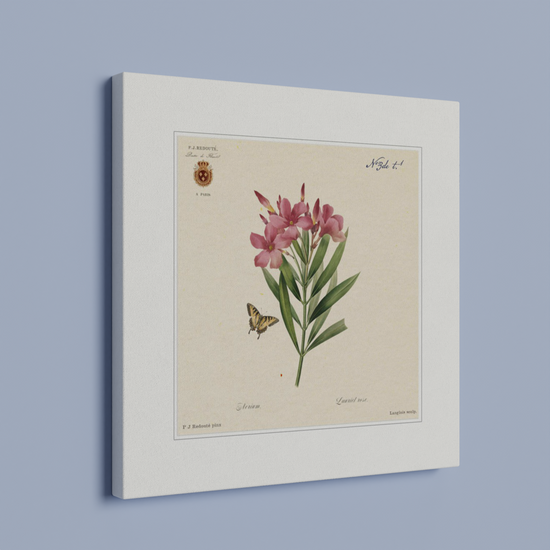 Oleander flowers by Redouté, édition classique